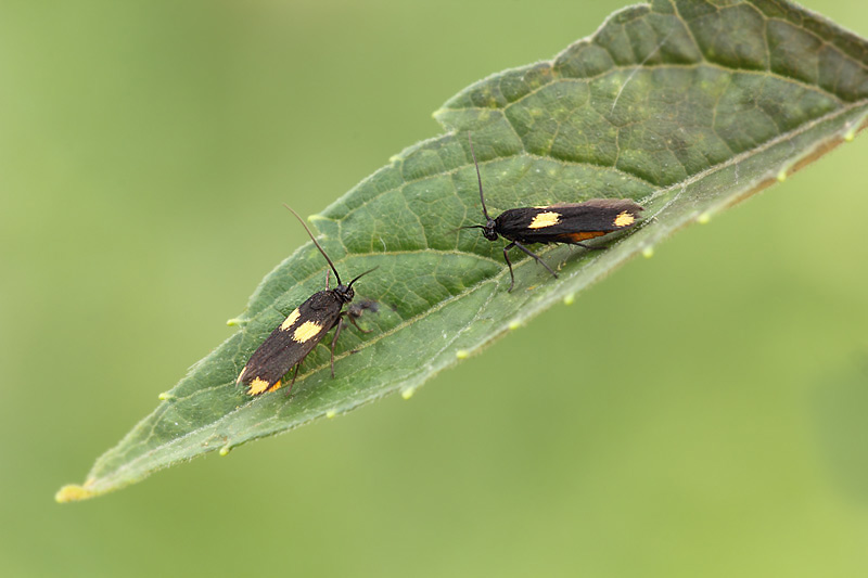 Microfalene coppia, Scythris sinensis - Scythrididae